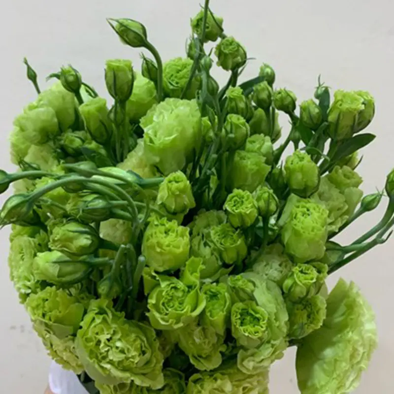 lan-tuong-xanh-xoan-a-260423-1.webp