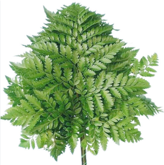 Dương xỉ C (bó 20 cành) (20-25cm)