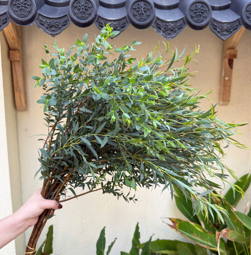 Lá bạch đàn nhí (bó 0,5kg)