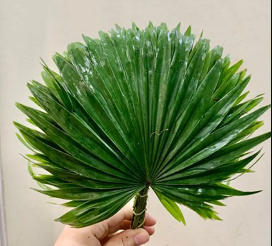 Lá cọ