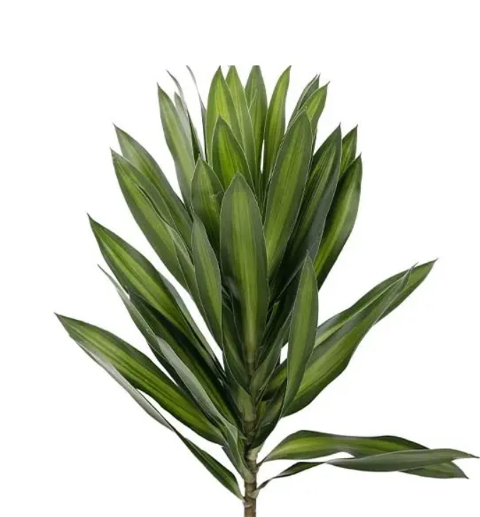 Lá trúc bách hợp - nhỏ ( 30 cành)