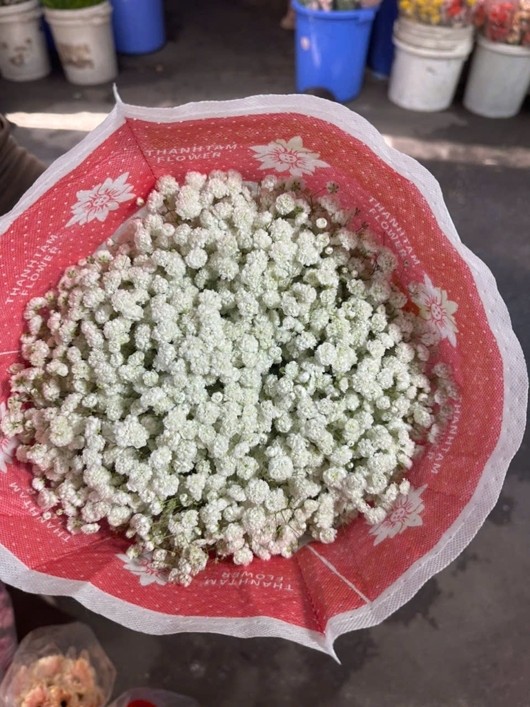 Hoa baby Trắng (tươi)