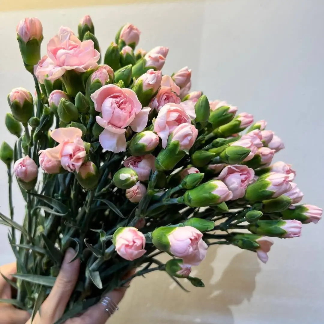 Cẩm chướng chùm hồng phớt (20 cành)