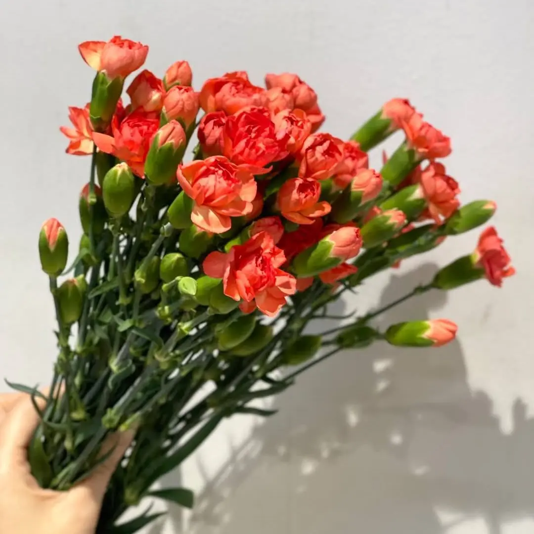 Cẩm chướng chùm cam (20 cành)