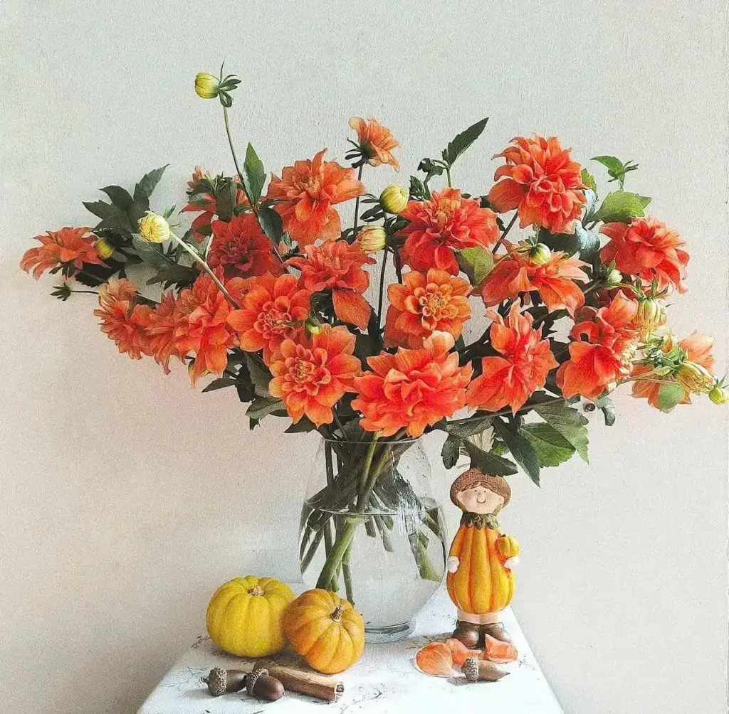 Thược dược cam nhập khẩu (bó)