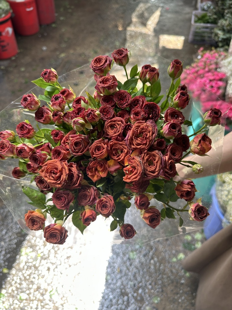 Hồng chùm đỏ thẫm (10 cành/bó)