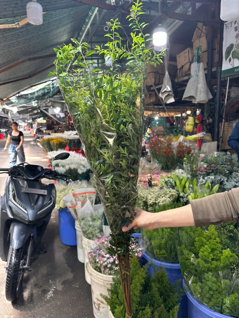 Tuyết mai Trắng (bó 10 cành)