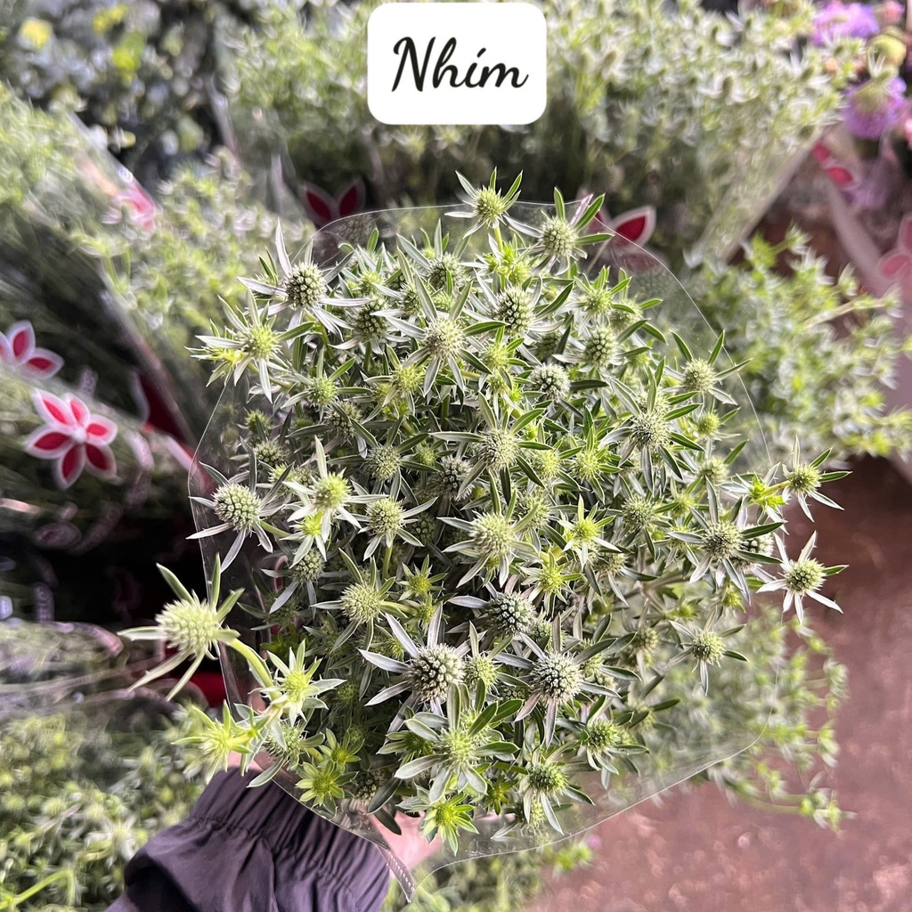 Hoa nhím biển nhí (bó 6-7 cành)
