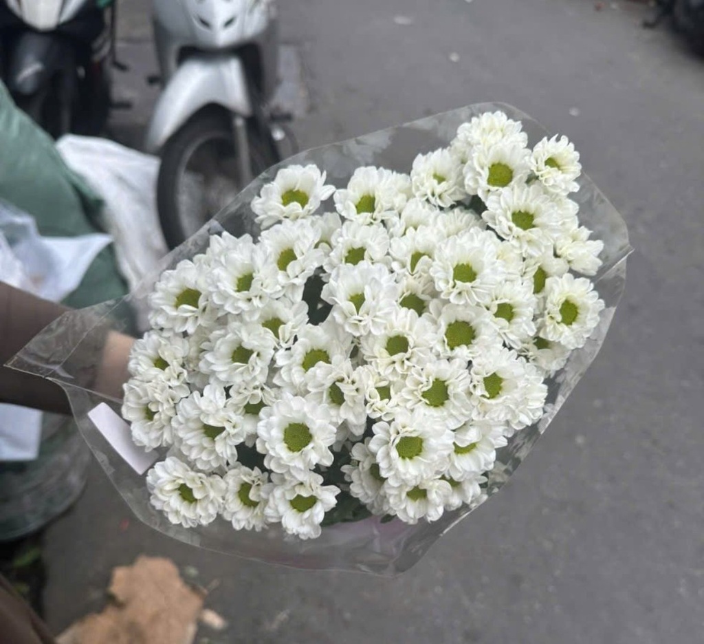 Cúc Chùm Rossi Trắng (bó 10 cành)