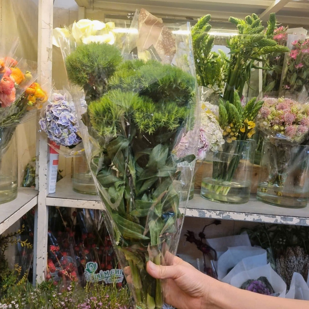 Green Wicky (5 cành)
