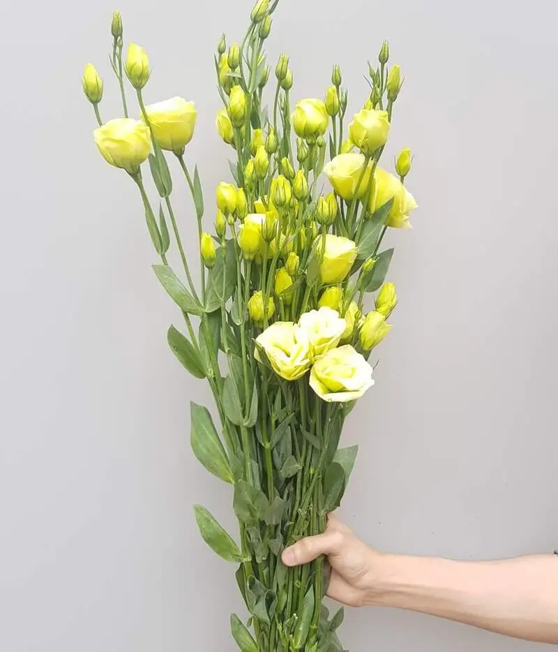 Cát Tường viền xanh bơ