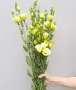Cát Tường viền xanh bơ