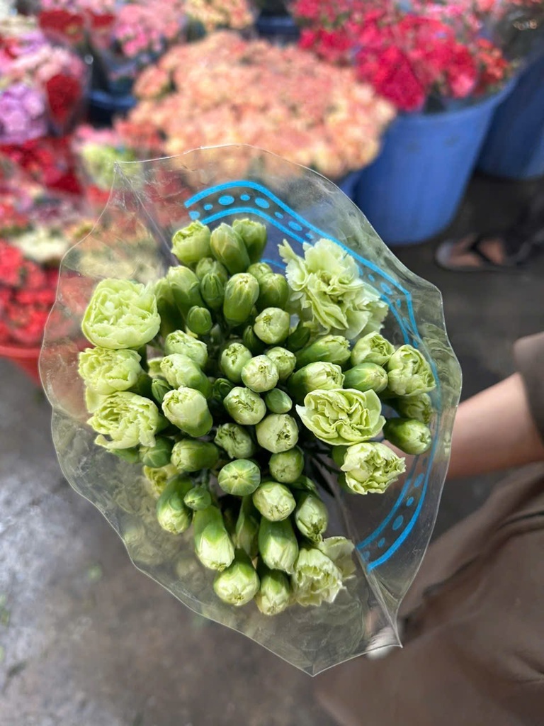 Cẩm chướng chùm Xanh bơ (bó 20 cành)