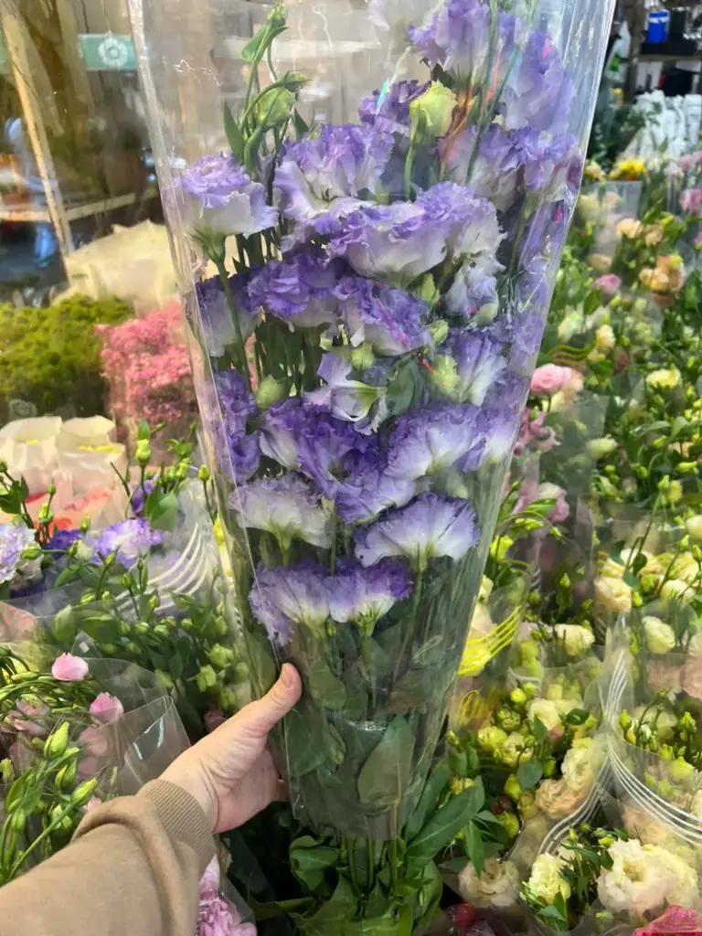 Cát Tường trắng viền tím