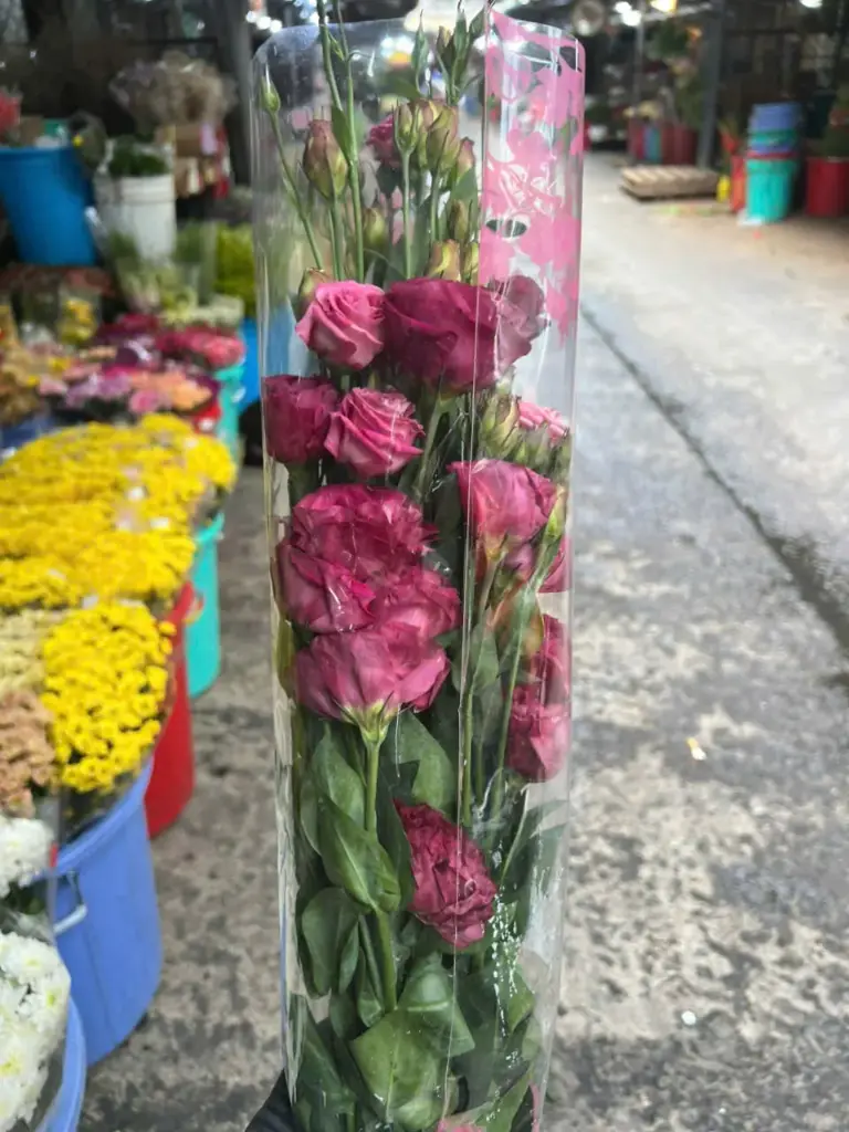 Cát Tường hồng  đậm (hơi đỏ)