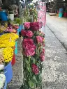 Cát Tường hồng  đậm (hơi đỏ)