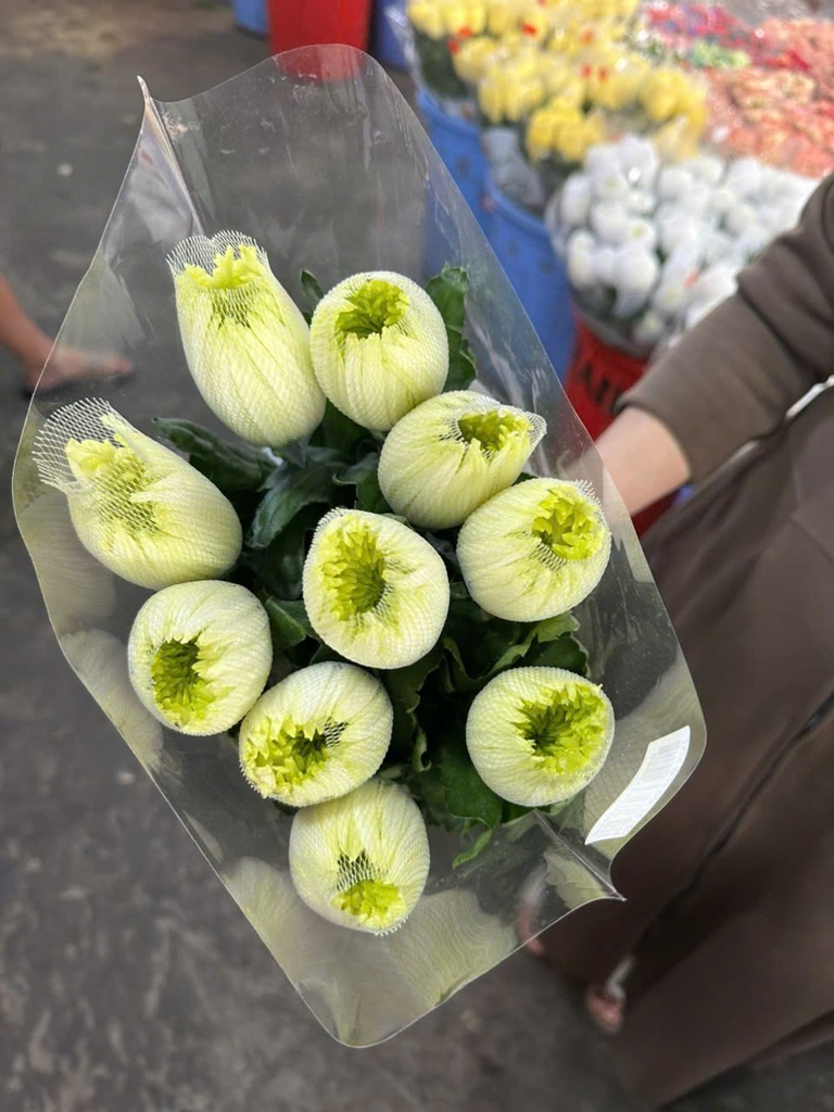 Cúc lưới Xanh lá Hasfarm (bó 10 cành)