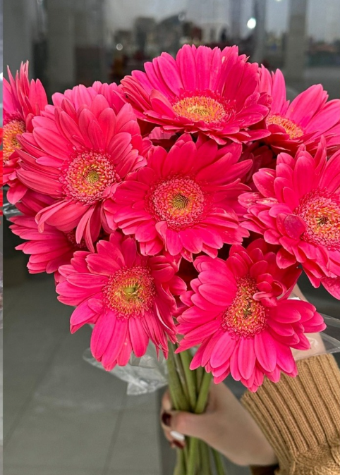 Đồng tiền lớn Hồng (bó 20 bông)