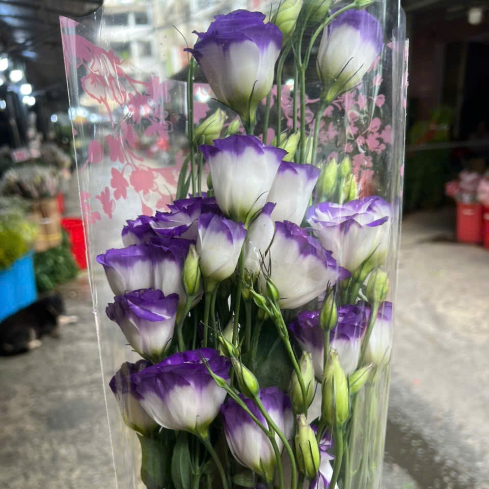 Cát Tường Viền tím