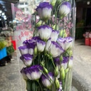 Cát Tường Viền tím