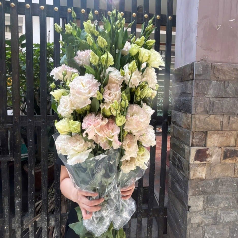 Cát Tường Xoăn Phớt hồng