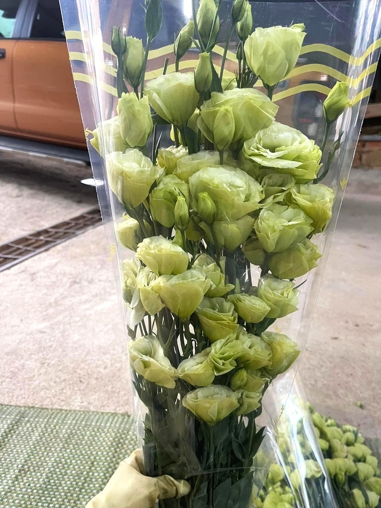 Cát tường - Viền xanh bơ (Bó 0,5kg)