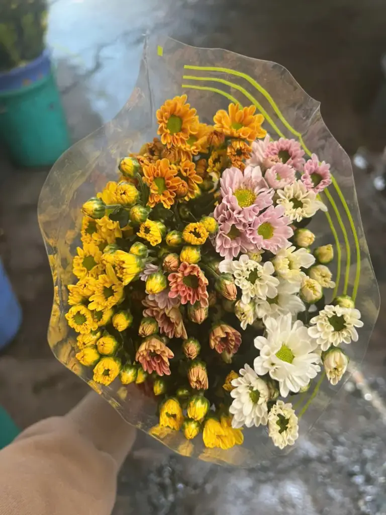 Cúc tứ quý (10 cành)