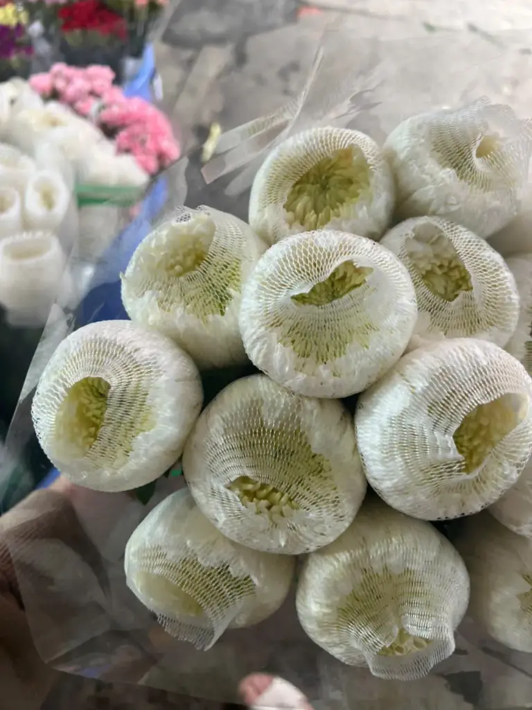 Cúc magnum to trắng (10 bông) 