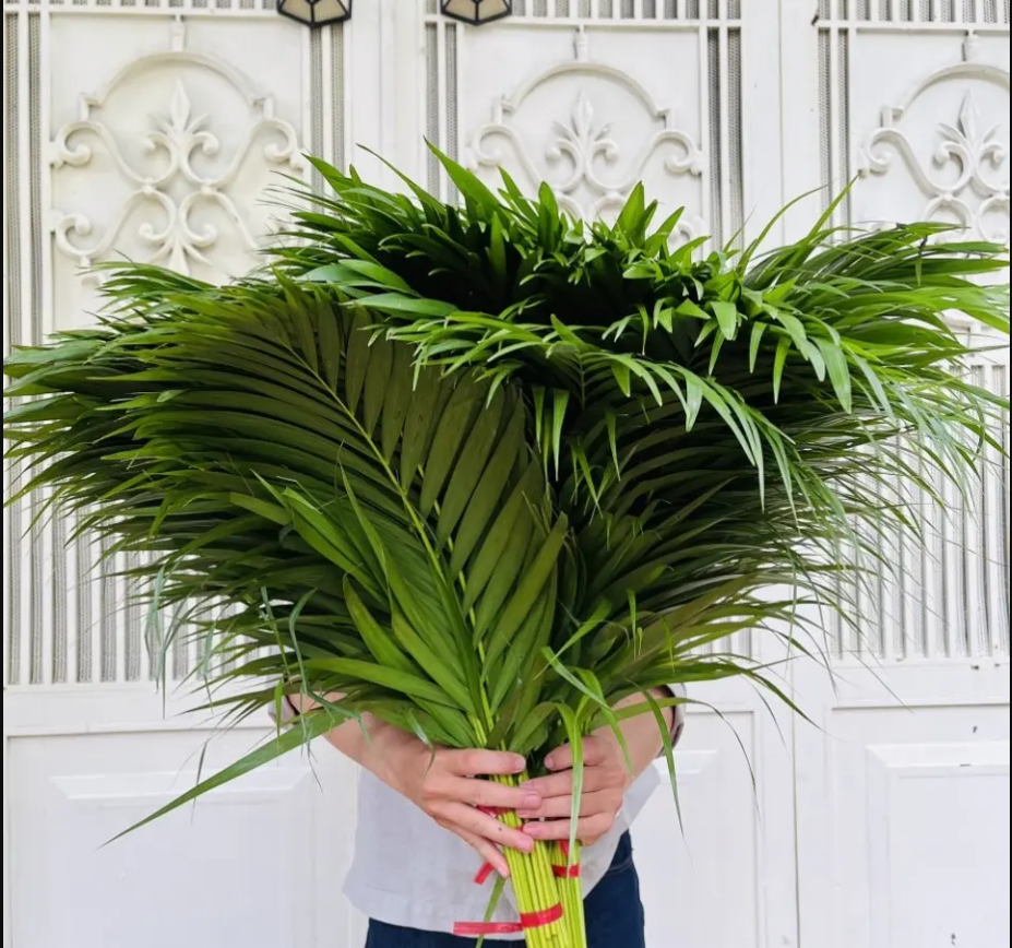 Lá cau nhỏ ( 40 cành)