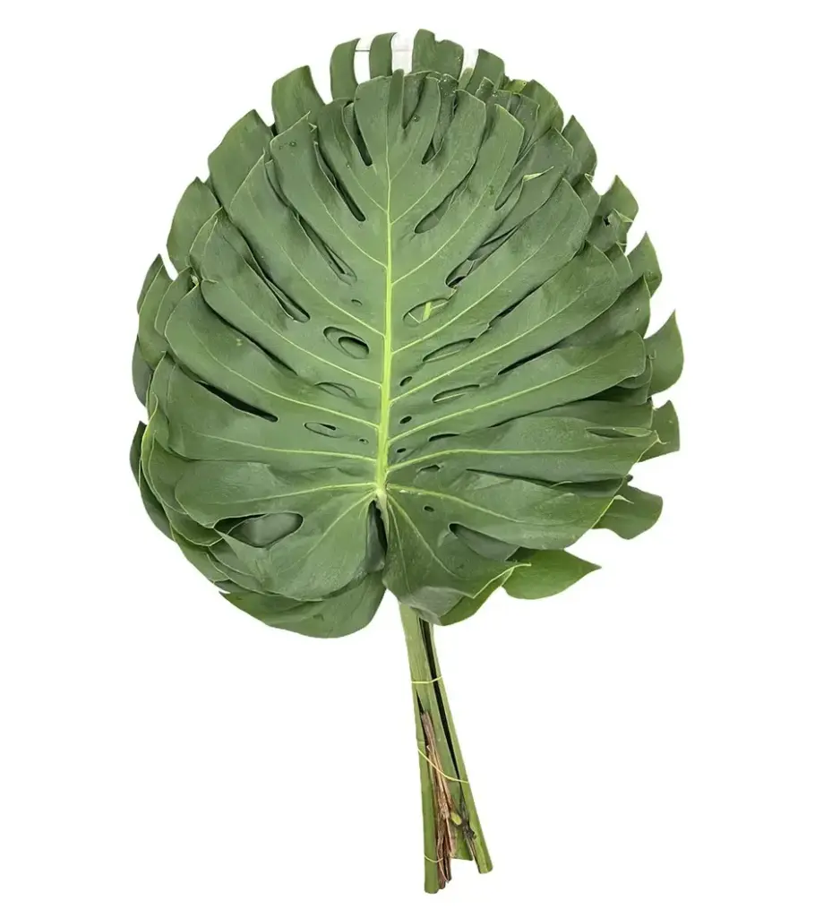 Lá trầu bà trung (Bó 5 cành -30cm)