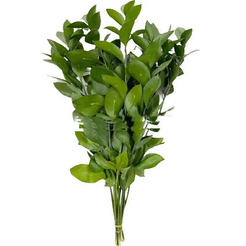 Lá chanh lớn (bó 10 cành) (50-55cm)