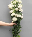 Cát Tường Trắng