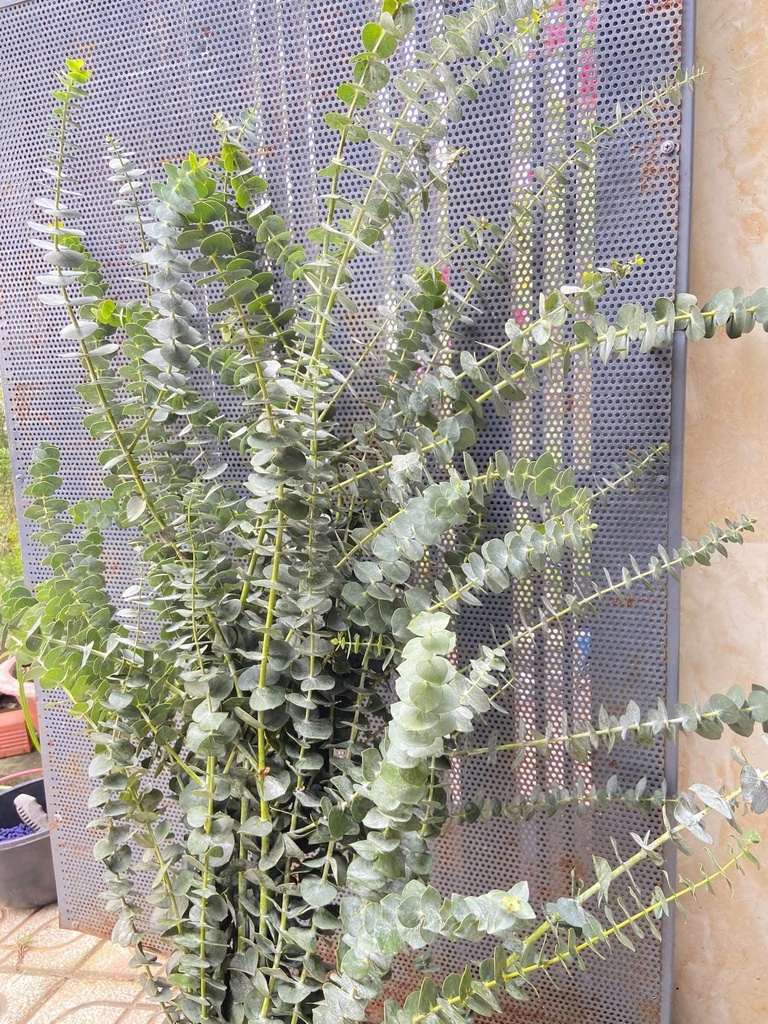 Lá bạc nhỏ (bó 0,5kg)