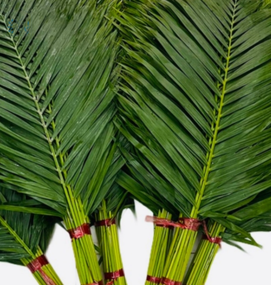 Lá dừa nhỏ (bó 50 cành) (80-90cm)