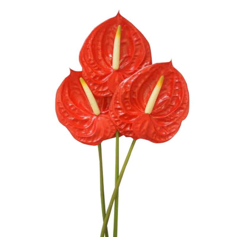 Hồng môn Đỏ nhỏ - C (bó 10 bông) (55-60cm) (bản sao)