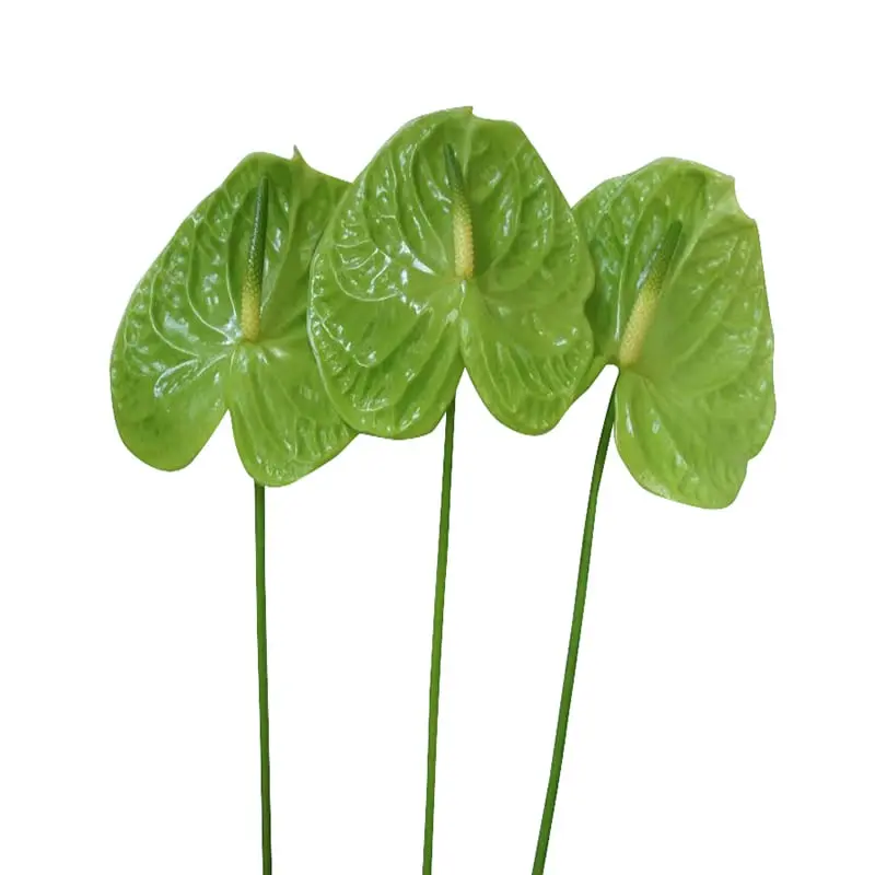 Hồng môn Xanh lá trung - B (bó 10 bông) (55-60cm)  
