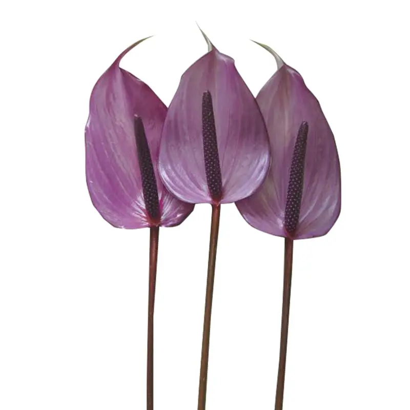 Hồng môn Tím trung - B (bó 10 bông) (55-60cm)