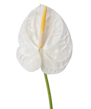 Hồng môn Trắng trung - B (bó 10 bông) (55-60cm)