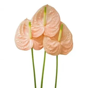 Hồng môn Hồng nhạt nhỏ - C (bó 10 bông) (40-45cm) 