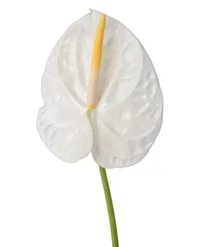 Hồng môn Trắng nhỏ - C (bó 10 bông) (40-45cm)