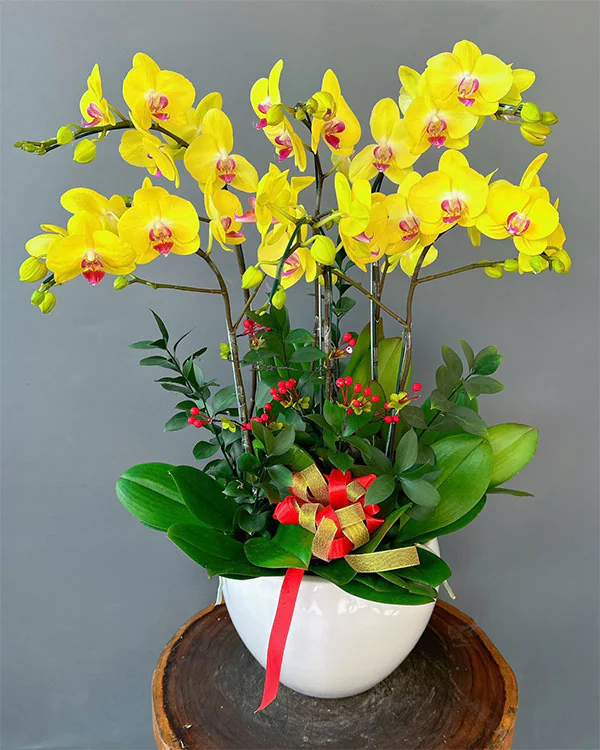 Chậu Lan Hồ Điệp Vàng- LV006
