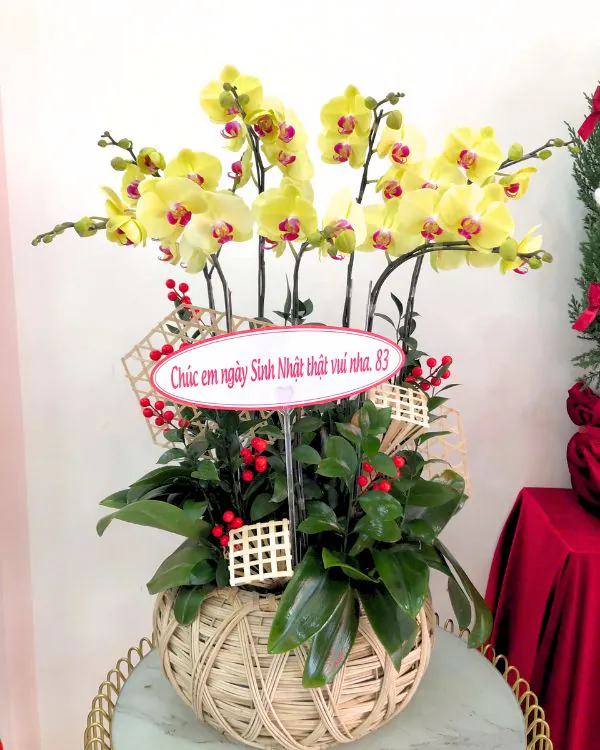 Chậu Lan Hồ Điệp Vàng- LV007