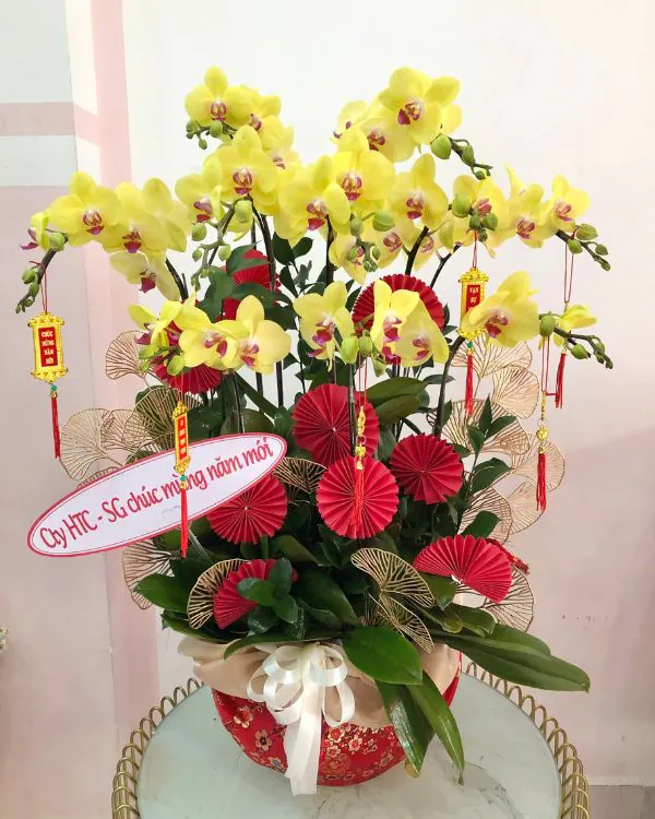 Chậu Lan Hồ Điệp Vàng- LV011