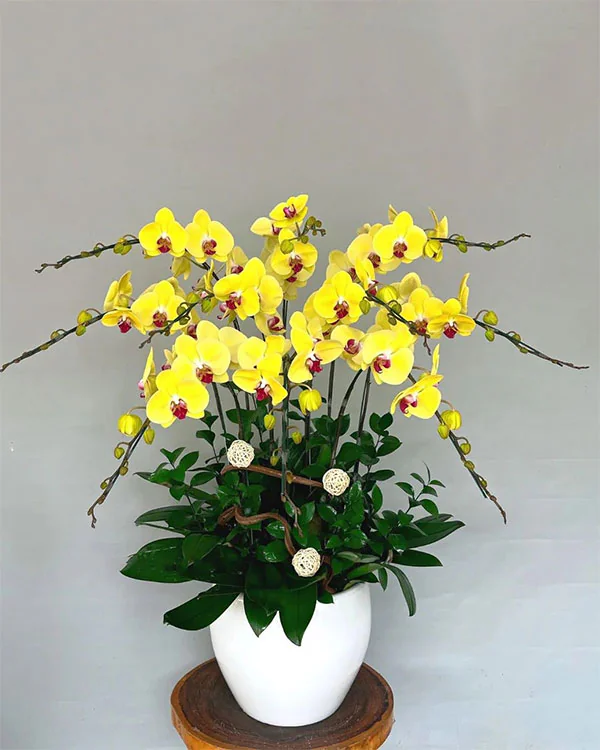 Chậu Lan Hồ Điệp Vàng- LV012