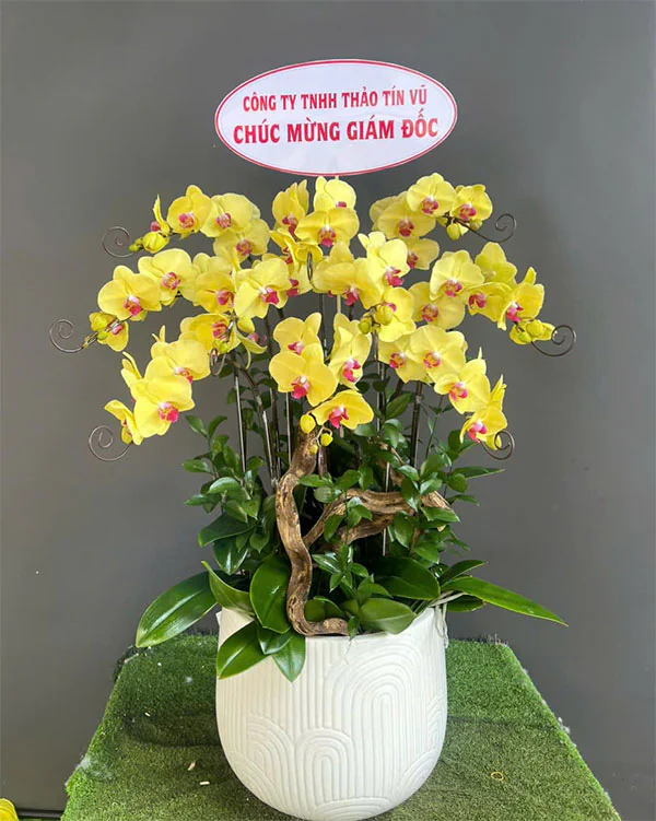 Chậu Lan Hồ Điệp Vàng- LV013