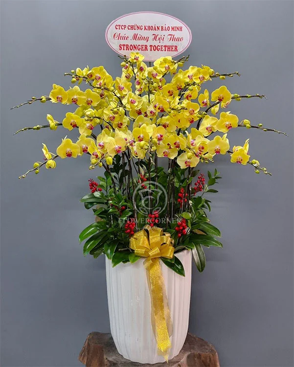 Chậu Lan Hồ Điệp Vàng- LV018