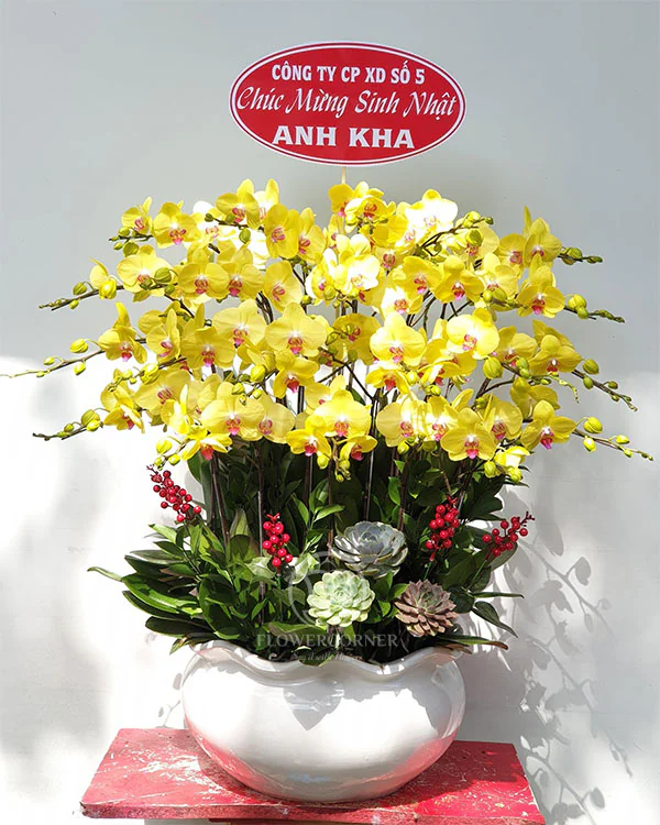 Chậu Lan Hồ Điệp Vàng- LV019