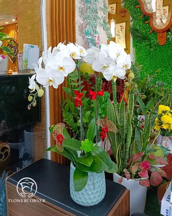 Chậu Lan Hồ Điệp Trắng - LT001