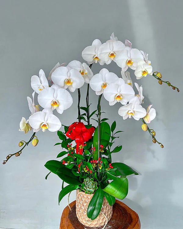 Chậu Lan Hồ Điệp Trắng - LT004