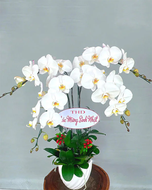 Chậu Lan Hồ Điệp Trắng - LT005